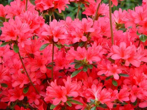 Azalea Japonica Thierry