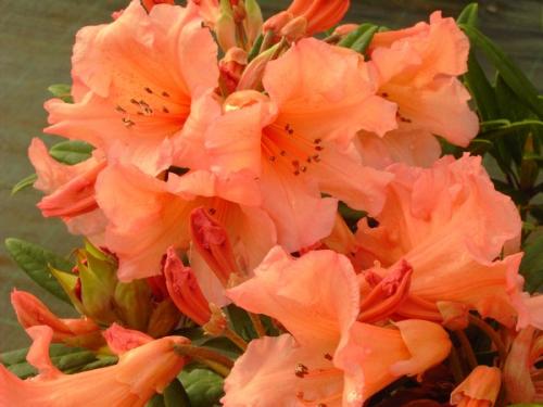 Rhododendron Tortoiseshell Orange