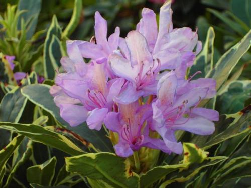 Rhododendron Variegatum