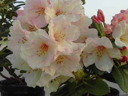 Rhododendron Virginia Richards