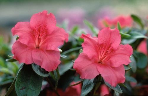 Azalea Japonica Vuyck's Scarlet