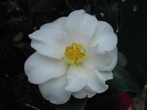 Camelia White Swan