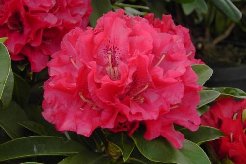 Rhododendron Wilgen's Ruby