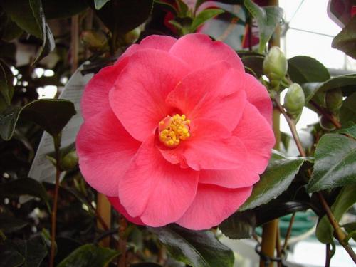 Camelia Williamsii