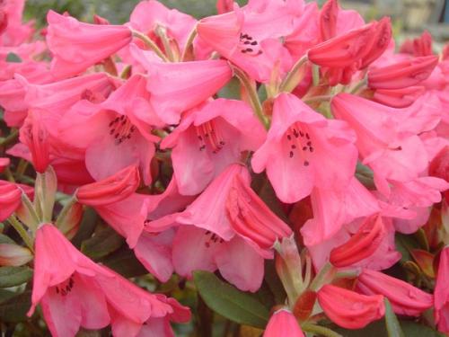 Rhododendron Windsome