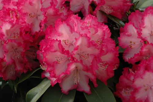 Rhododendron XXL